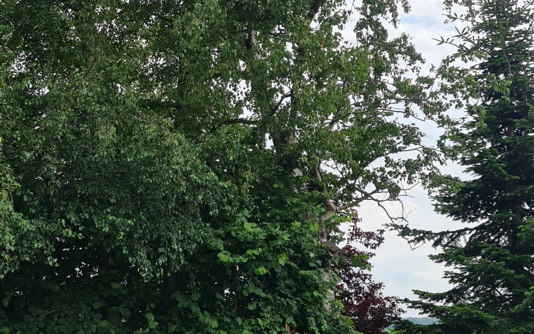 Baum droht auf Haus zu fallen