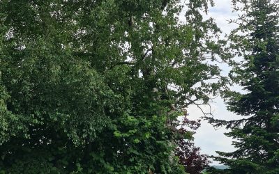 Baum droht auf Haus zu fallen