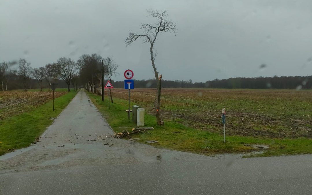 Äste auf der Fahrbahn