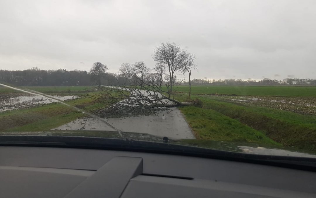 Einsatzstichwort: „Baum auf Straße“