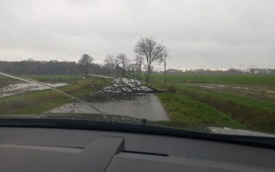 Einsatzstichwort: „Baum auf Straße“