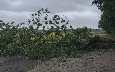 Einsatzstichwort: „Baum auf Straße“