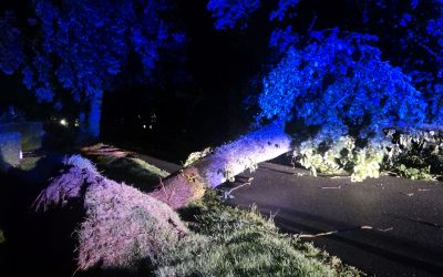 Umgestürzte Bäume durch Gewitter und Sturm
